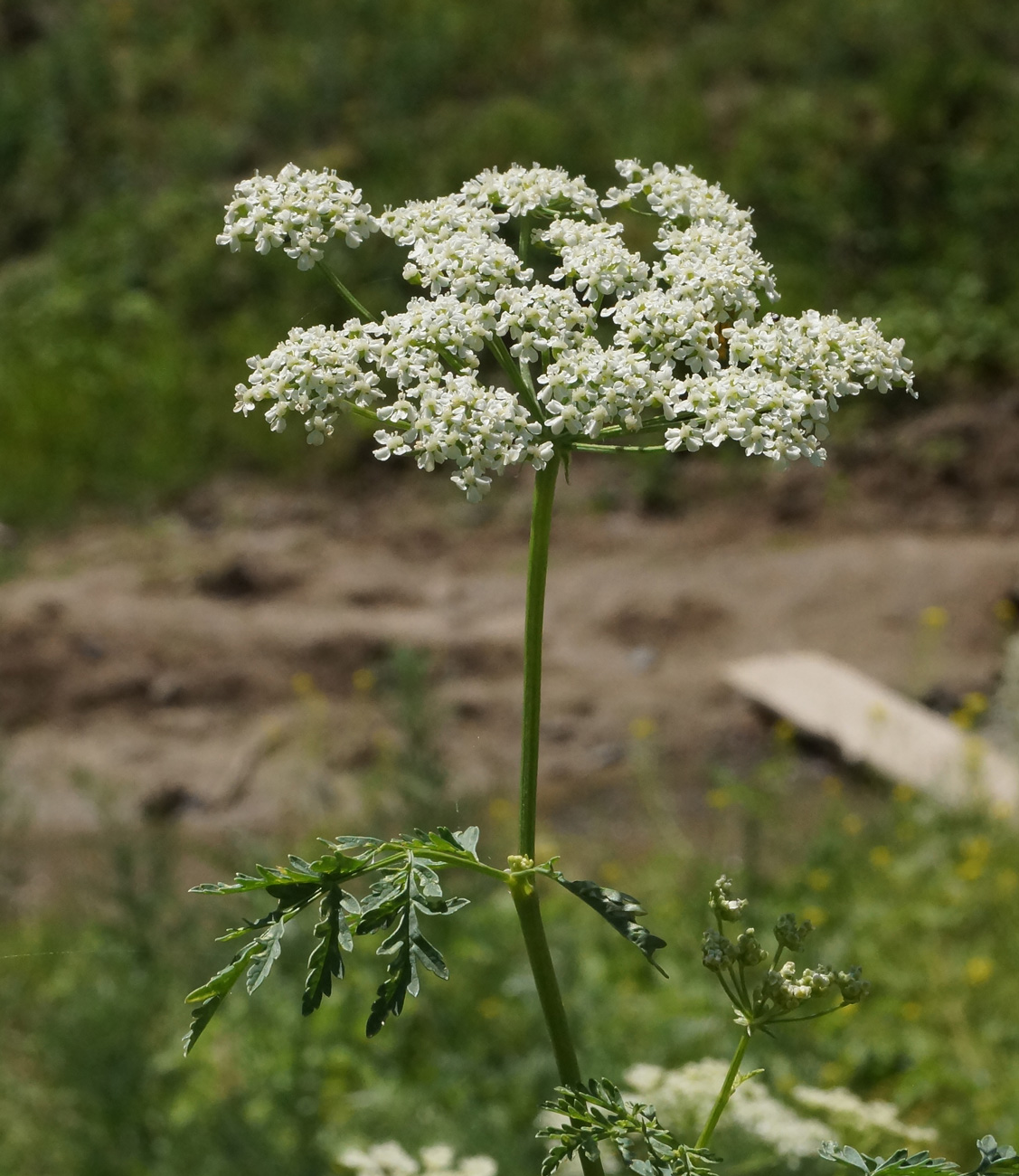 Изображение особи Conium maculatum.