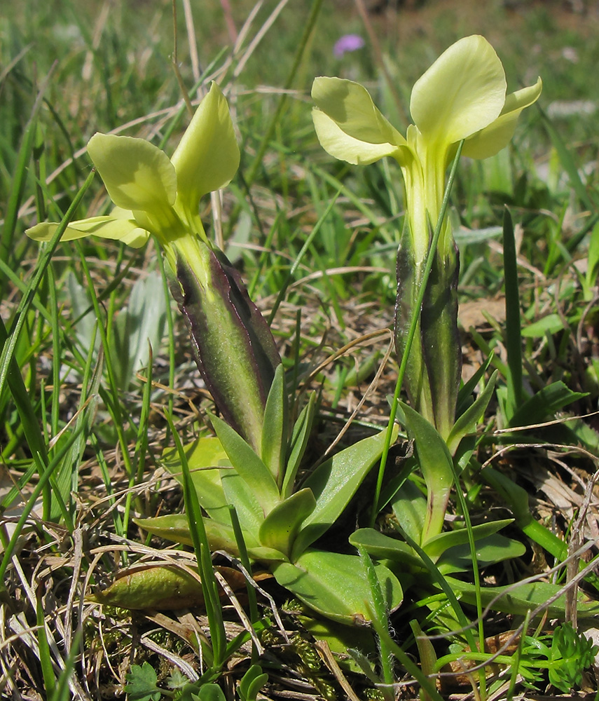 Изображение особи Gentiana oschtenica.