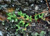 Selaginella rossii. Побеги. Приморье, Ольгинский р-н, долина р. Милоградовка, на скалах. 21.08.2015.