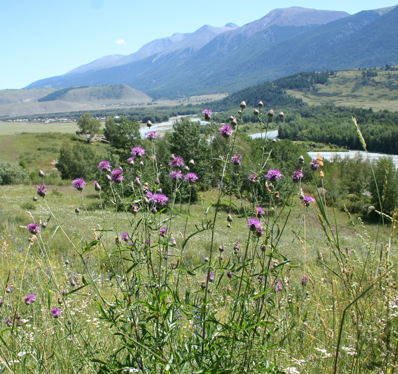 Image of Centaurea scabiosa specimen.