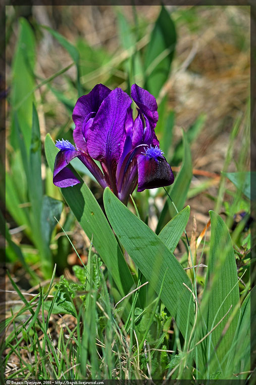 Изображение особи Iris pumila.