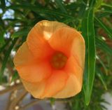 Thevetia peruviana. Цветок. Египет, окр. г. Хургада, территория отеля, в озеленении. 14.11.2010.