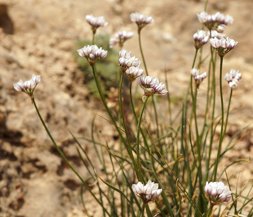 Изображение особи Allium oreoprasum.