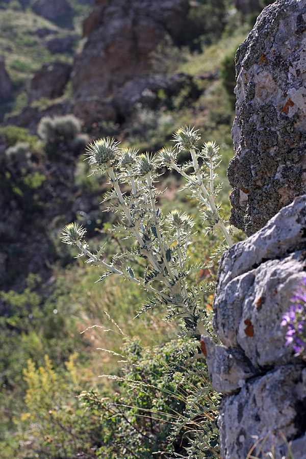 Image of Olgaea pectinata specimen.