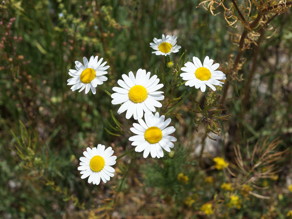 Изображение особи Tripleurospermum inodorum.