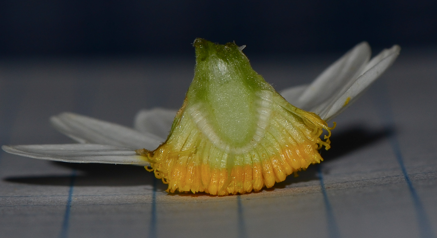 Image of Anthemis pseudocotula specimen.