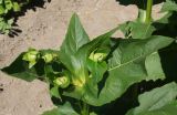 Silphium perfoliatum