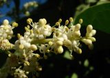 Ligustrum lucidum. Верхушка соцветия. Краснодарский край, Сочи, Адлер, городское озеленение. 18.07.2015.