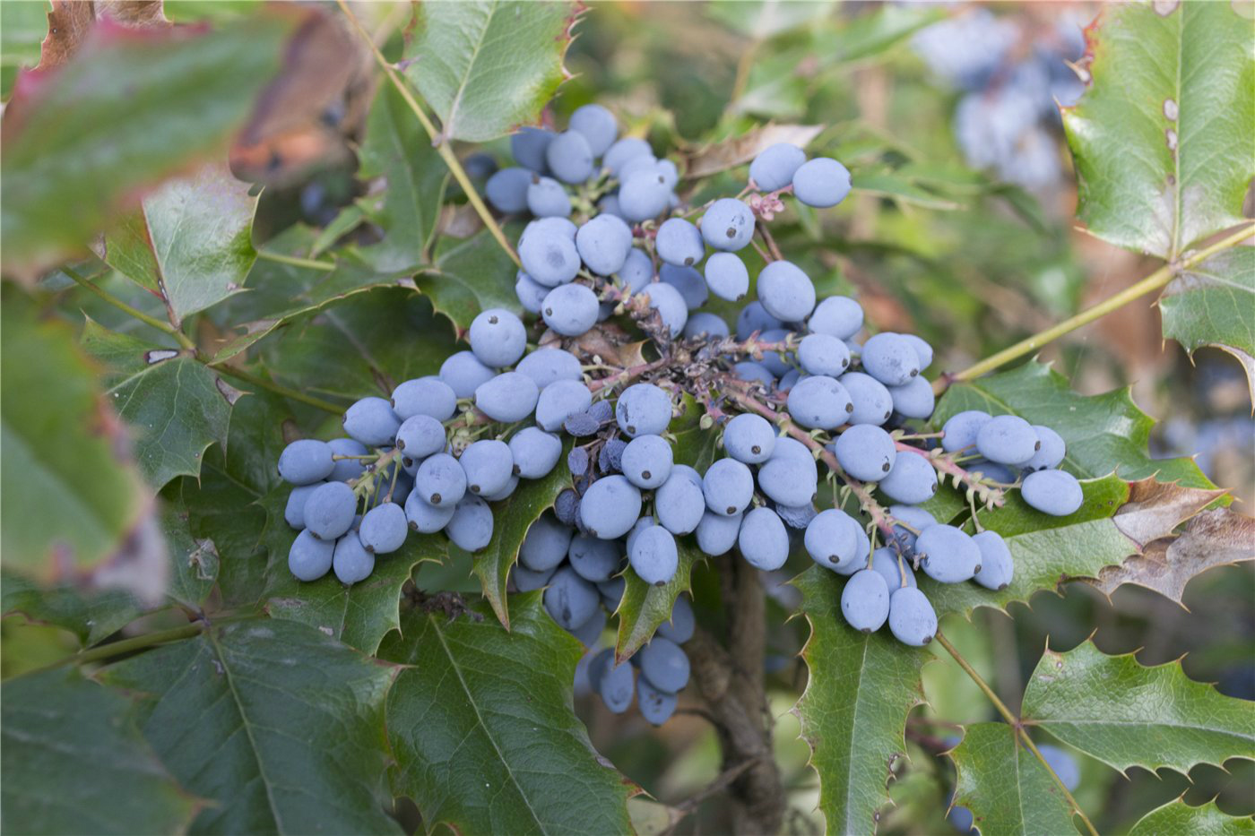 Изображение особи Mahonia aquifolium.