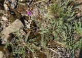 Oxytropis teres