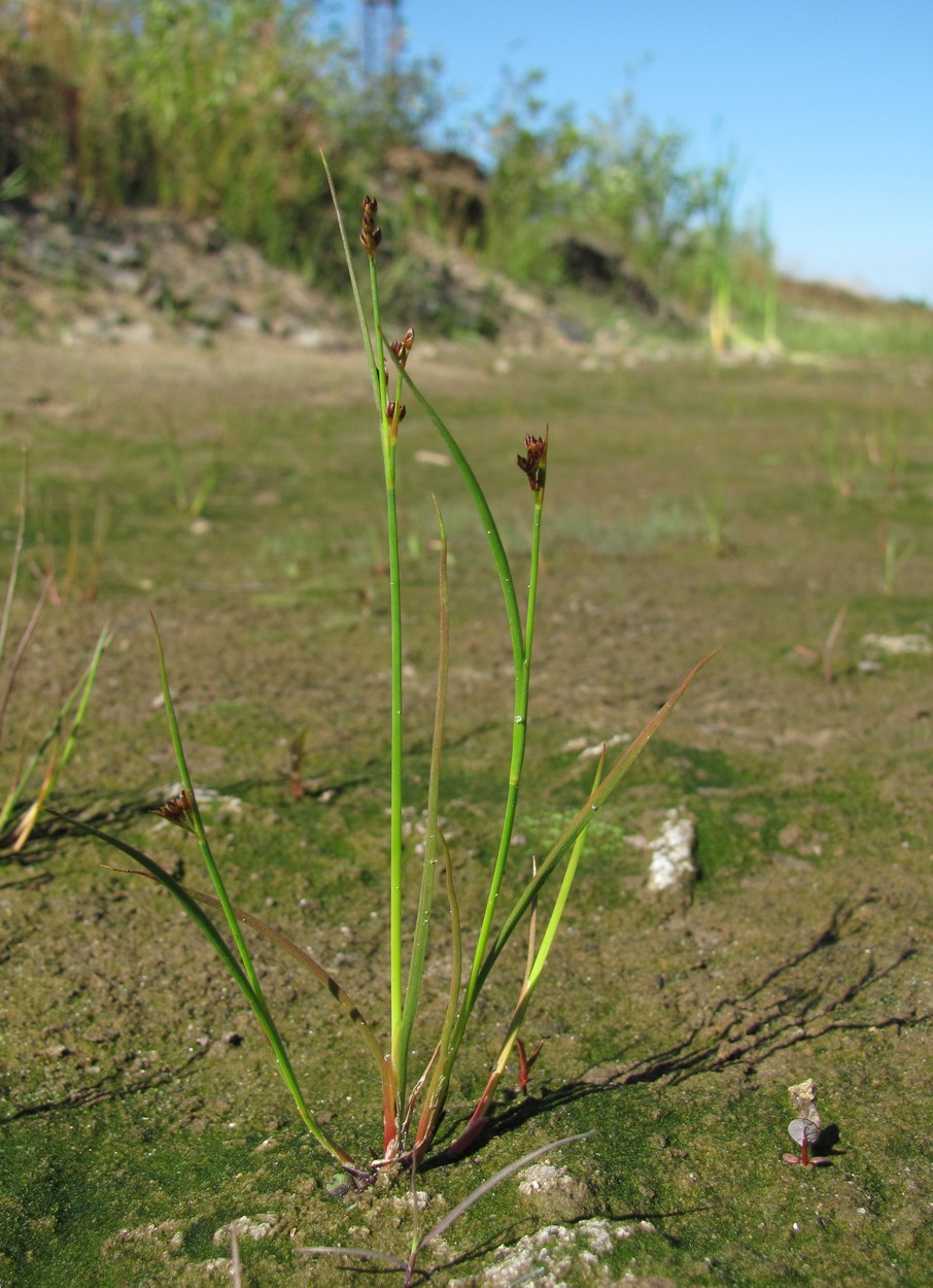 Изображение особи Juncus articulatus.