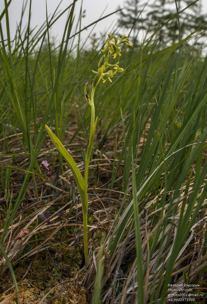 Изображение особи Platanthera tipuloides.