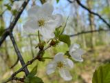 Cerasus avium