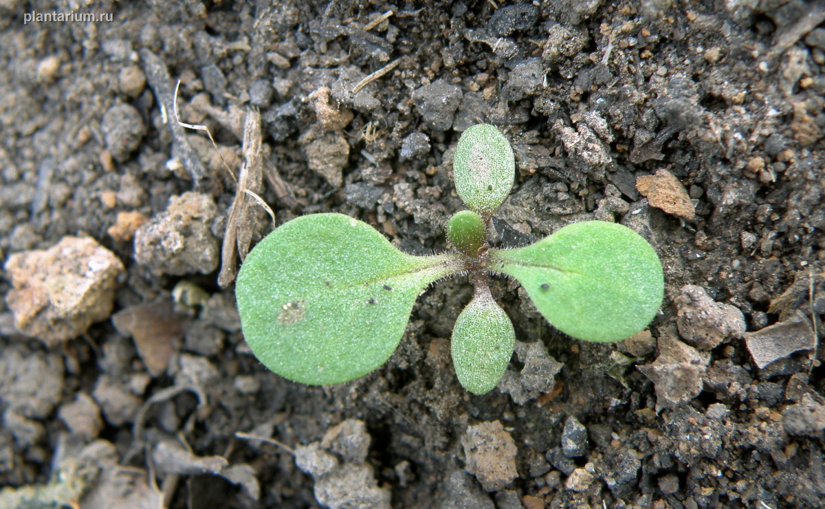 Изображение особи Petunia &times; hybrida.