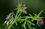 Geranium dissectum