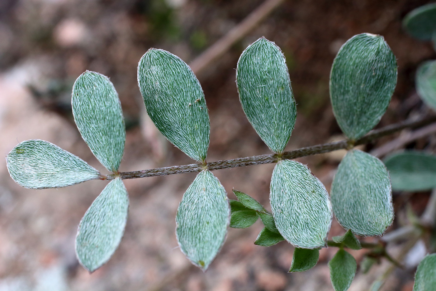 Изображение особи Astragalus abolinii.