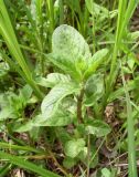 Mentha arvensis