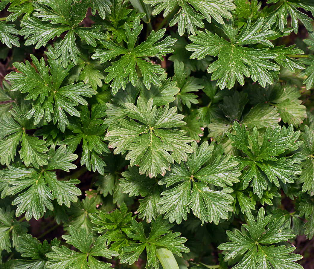 Image of genus Potentilla specimen.