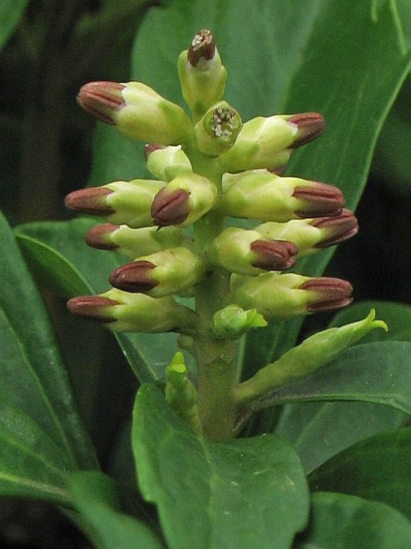 Image of Pachysandra terminalis specimen.