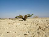 Hyoscyamus desertorum 