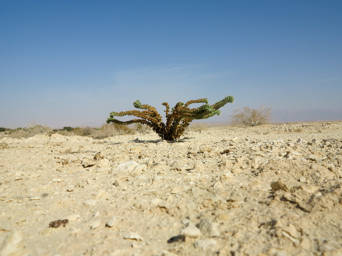 Image of Hyoscyamus desertorum specimen.