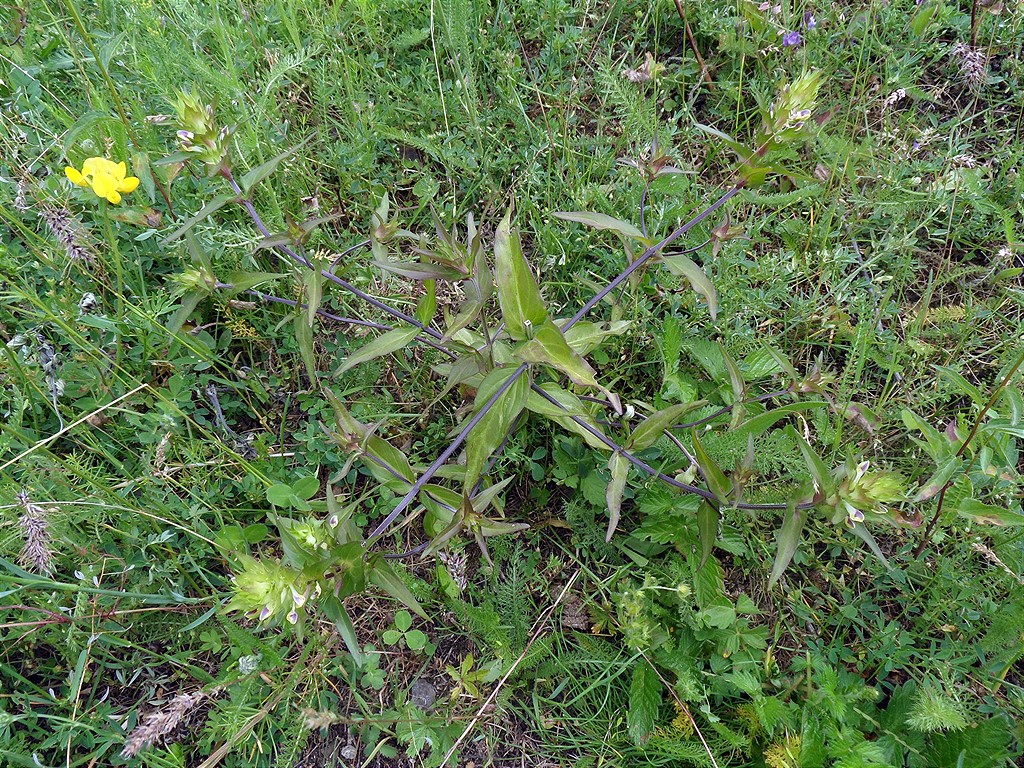 Image of Melampyrum chlorostachyum specimen.