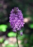 Anacamptis pyramidalis