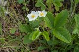 Fragaria viridis. Цветущее растение. Псковская обл., Печорский р-н, окр. дер. Изборск, Труворово городище, северный склон вала, суходольный луг на карболитозёме. 28.05.2016.