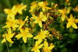 Hypericum perforatum