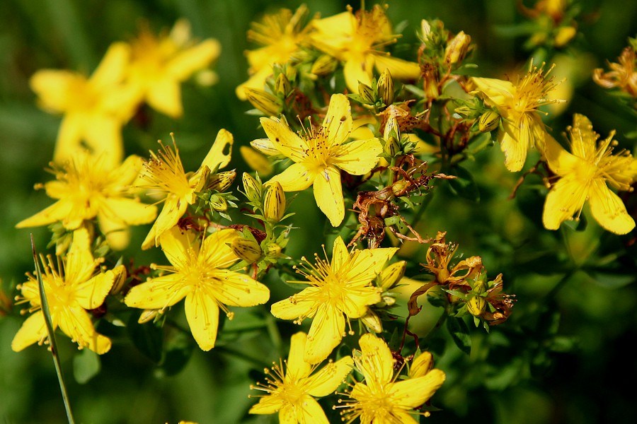 Изображение особи Hypericum perforatum.