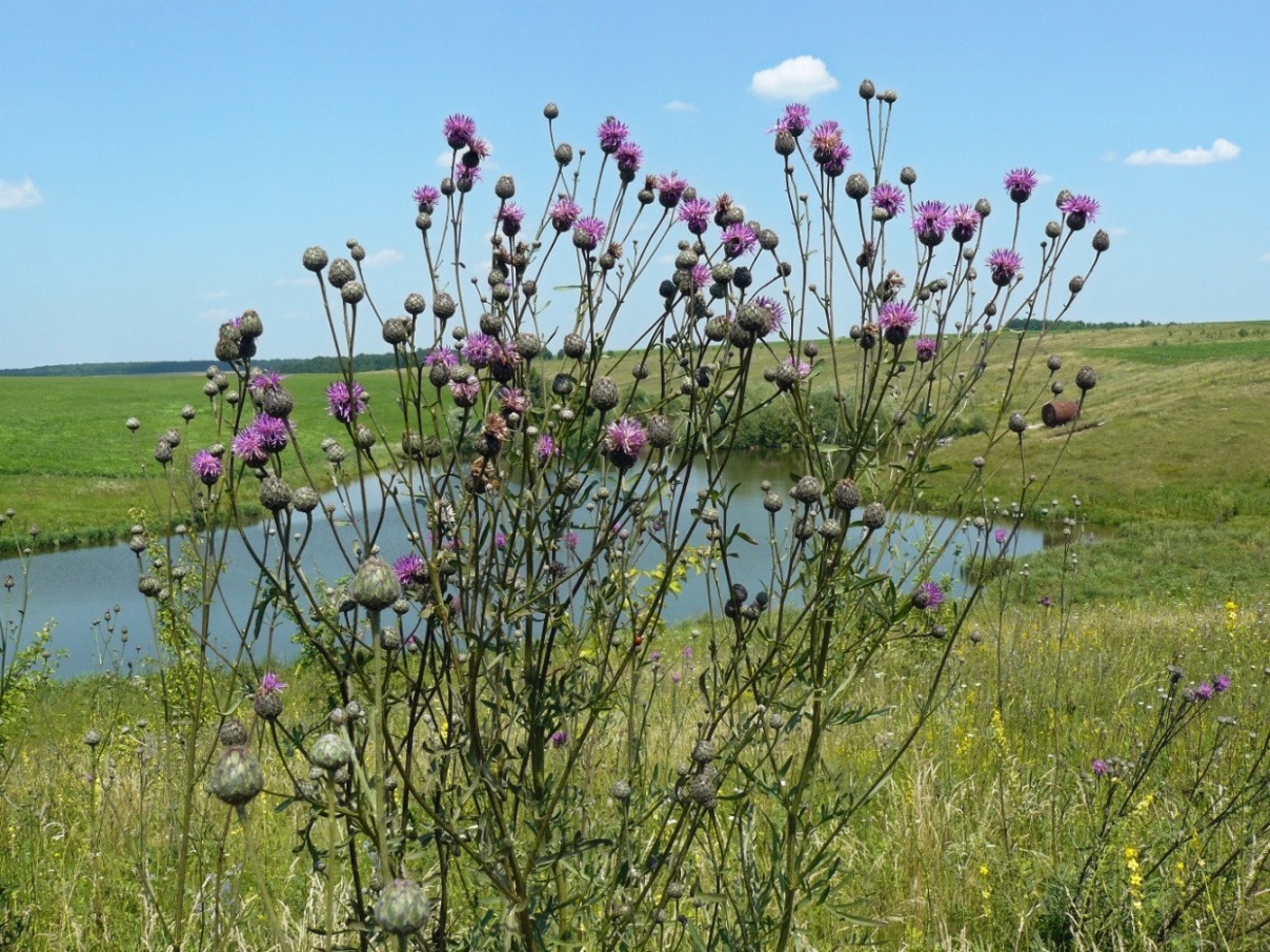 Изображение особи Centaurea pseudocoriacea.