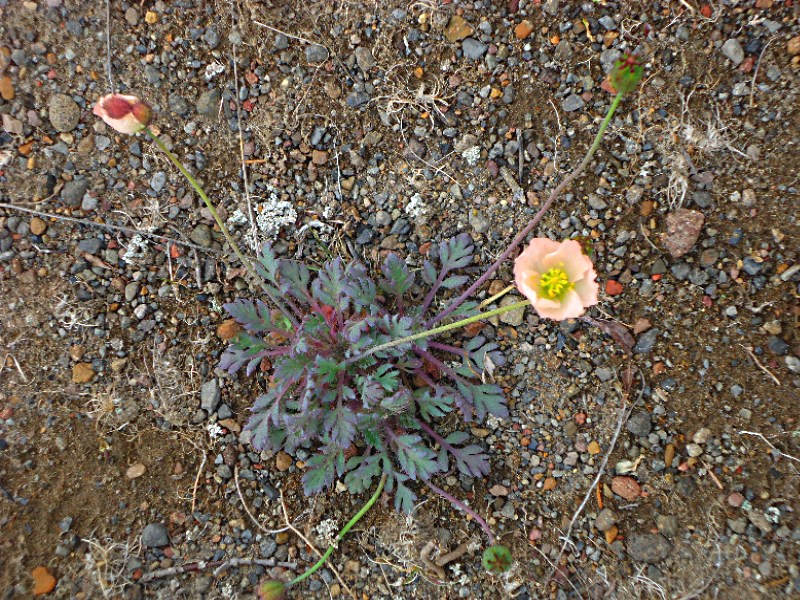 Изображение особи Papaver alboroseum.