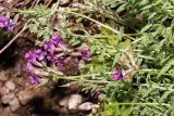 Oxytropis immersa
