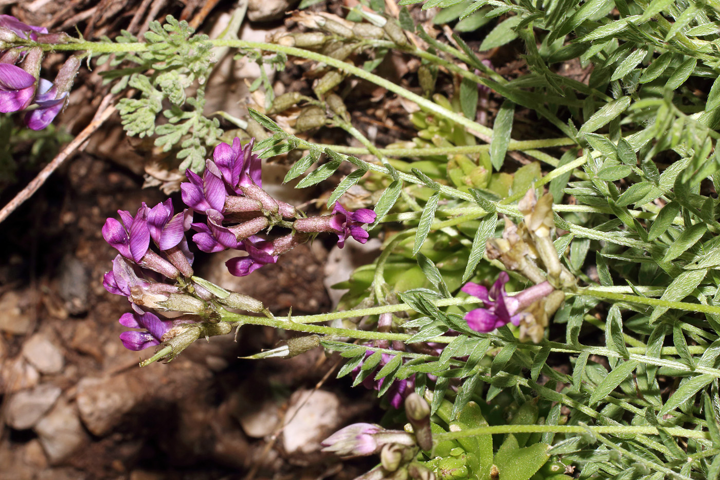 Image of Oxytropis immersa specimen.