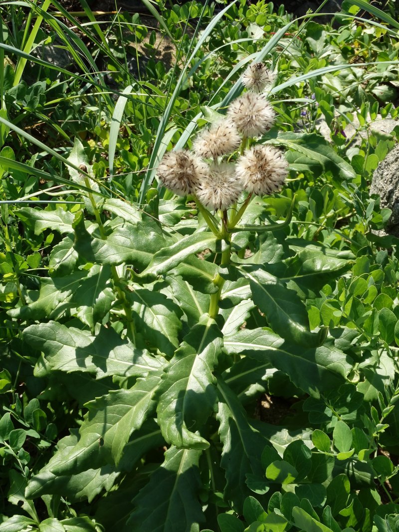 Изображение особи Senecio pseudoarnica.