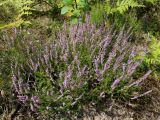 Calluna vulgaris. Цветущее растение. Беларусь, Минская обл., Дзержинский р-н, Негорельский сельский совет, недалеко от остановочного пункта Асино, зарастающая вырубка в лесу. 19.08.2016.