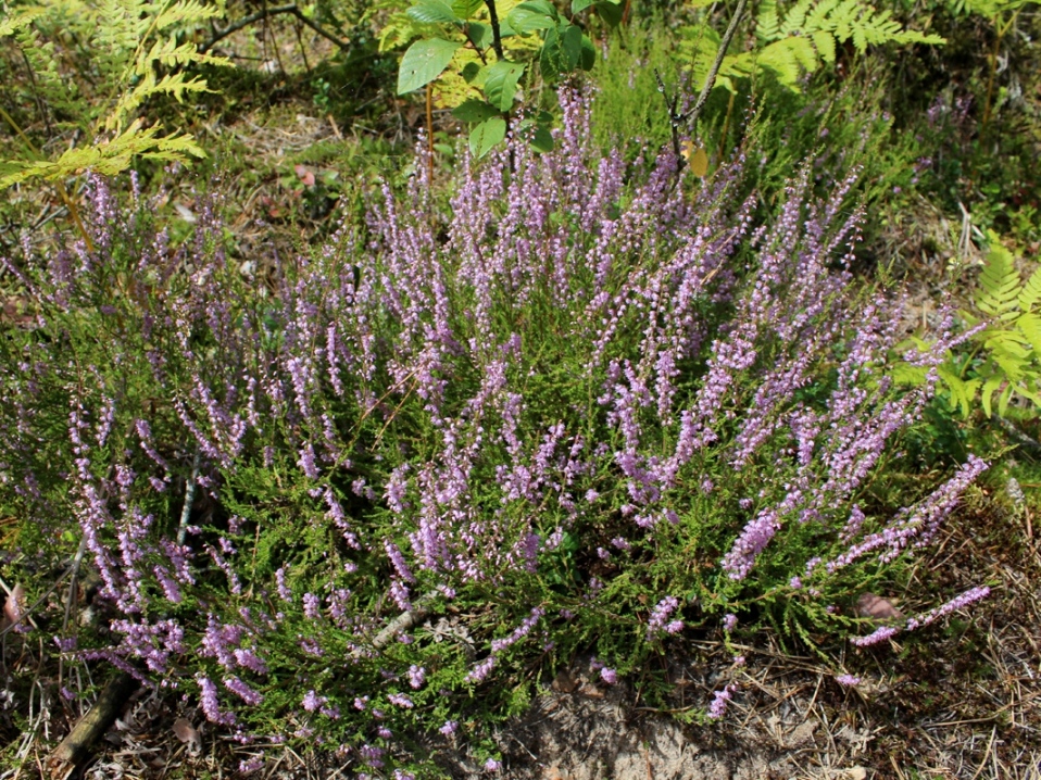 Изображение особи Calluna vulgaris.