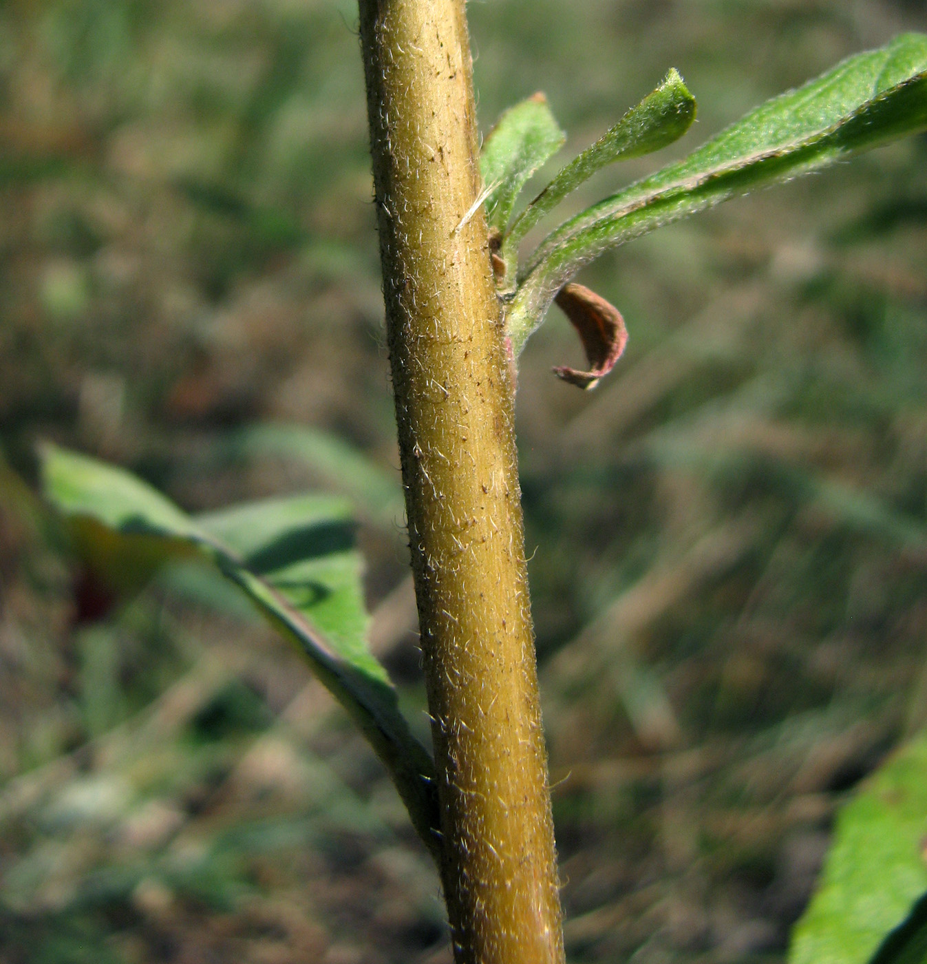 Изображение особи род Oenothera.