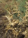 Scolymus hispanicus