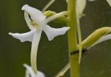 Platanthera bifolia