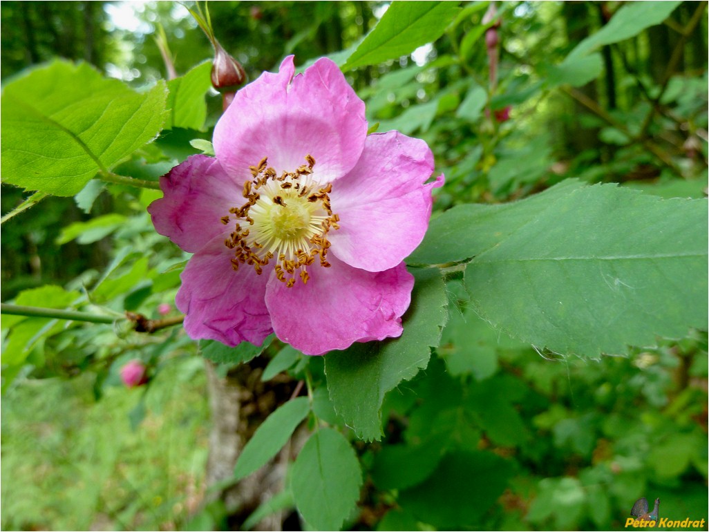 Изображение особи род Rosa.