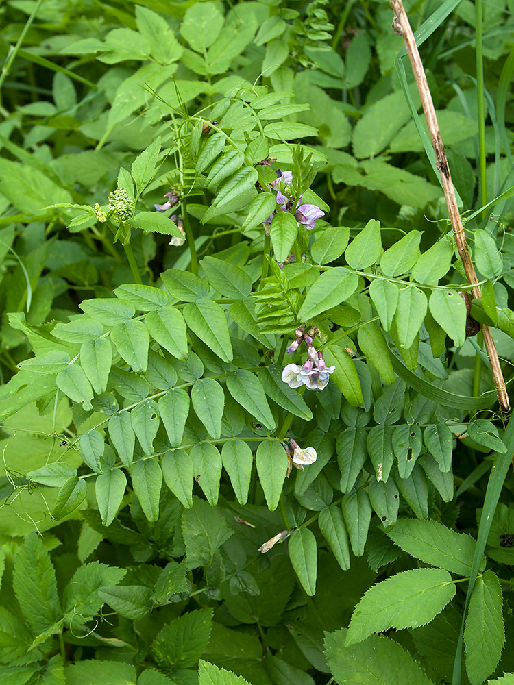 Изображение особи Vicia sepium.