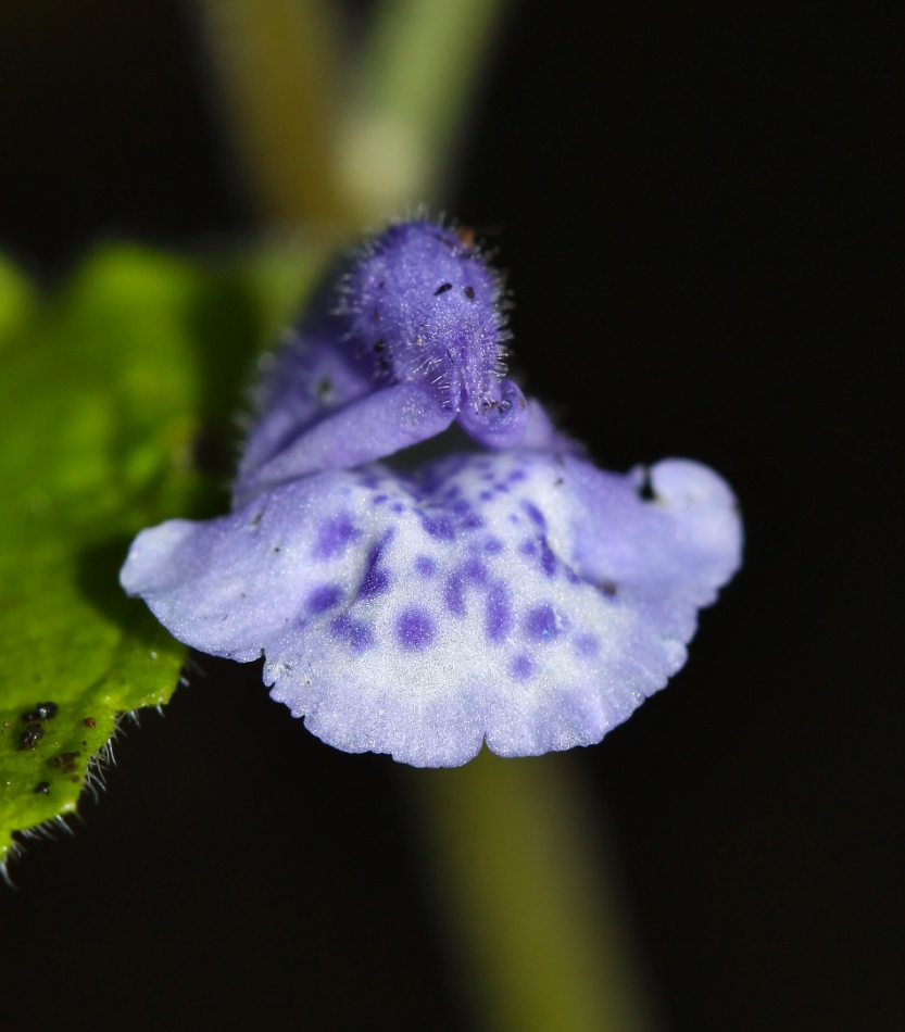 Image of Scutellaria pekinensis specimen.