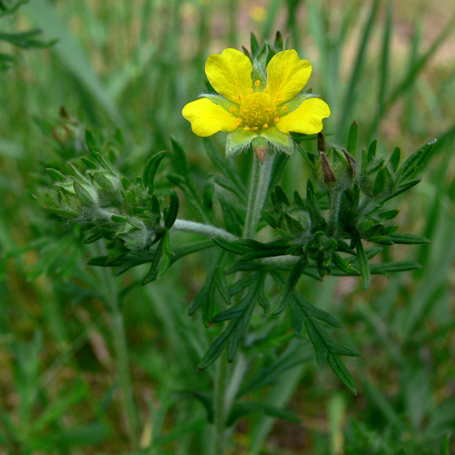 Изображение особи Potentilla argentea.