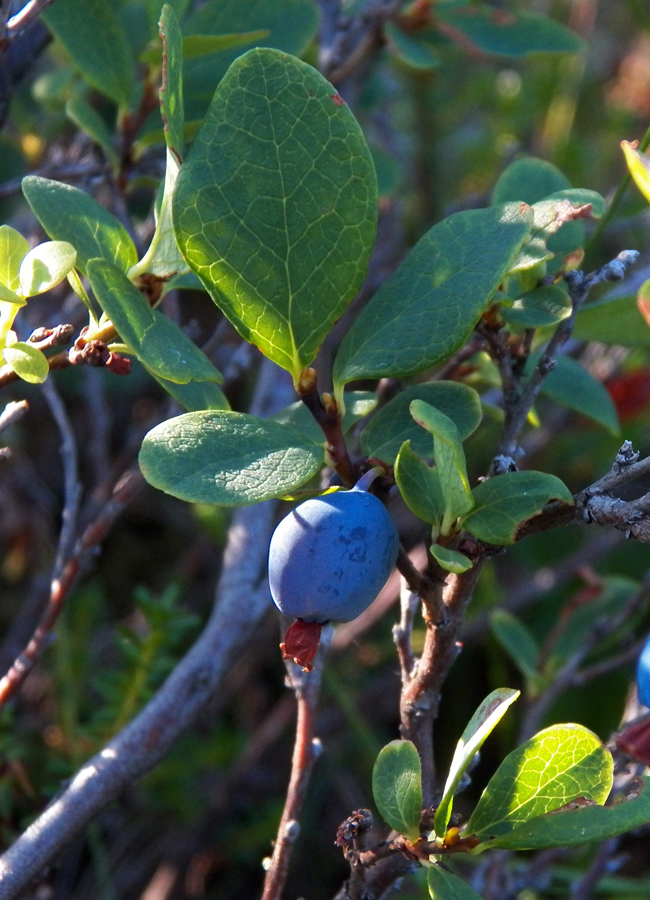 Image of Vaccinium uliginosum specimen.