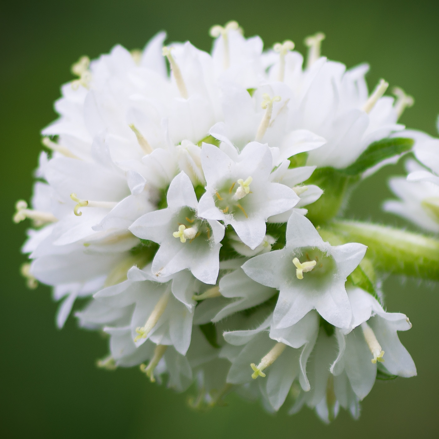 Image of Campanula cervicaria specimen.