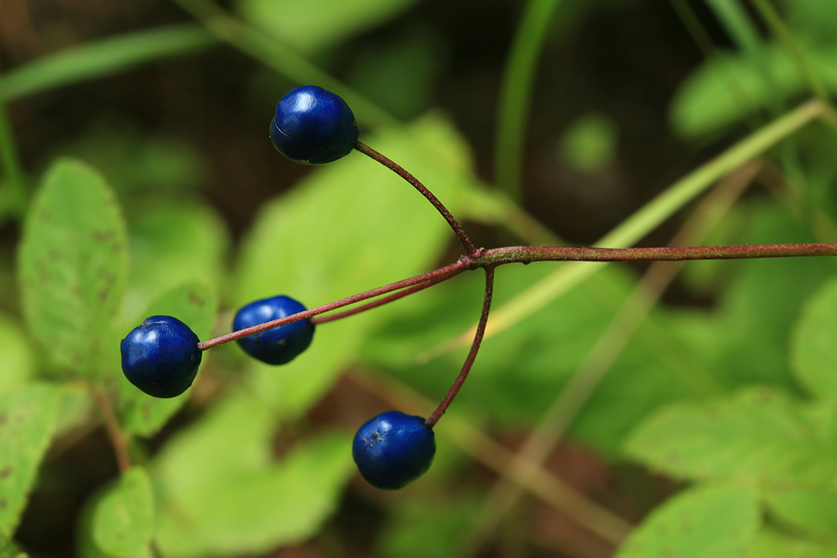 Изображение особи Clintonia udensis.