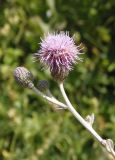 Cirsium incanum