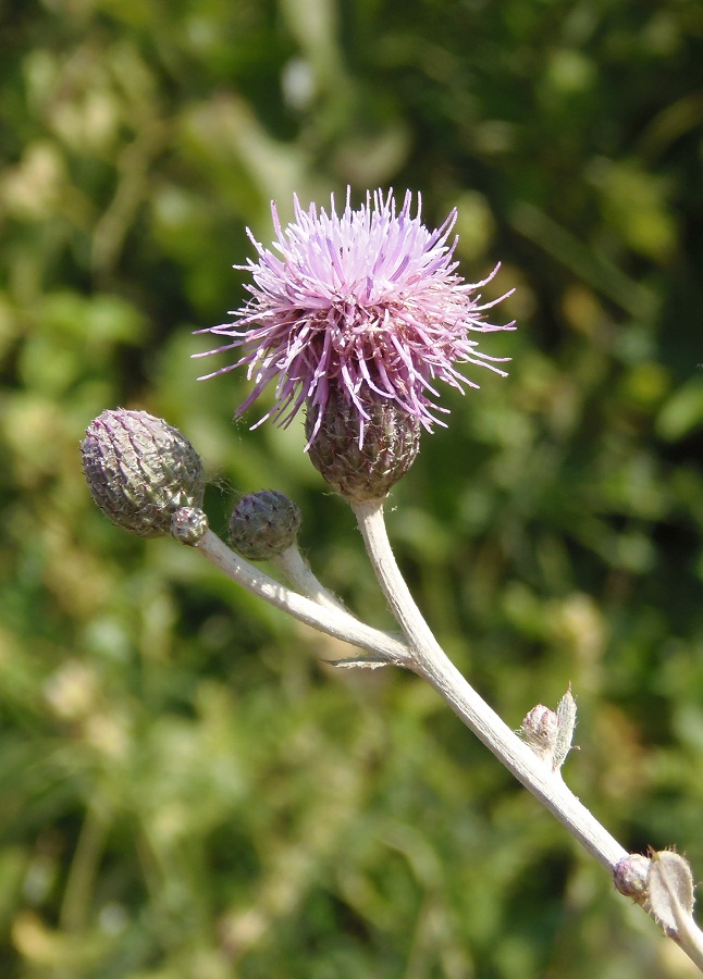 Изображение особи Cirsium incanum.