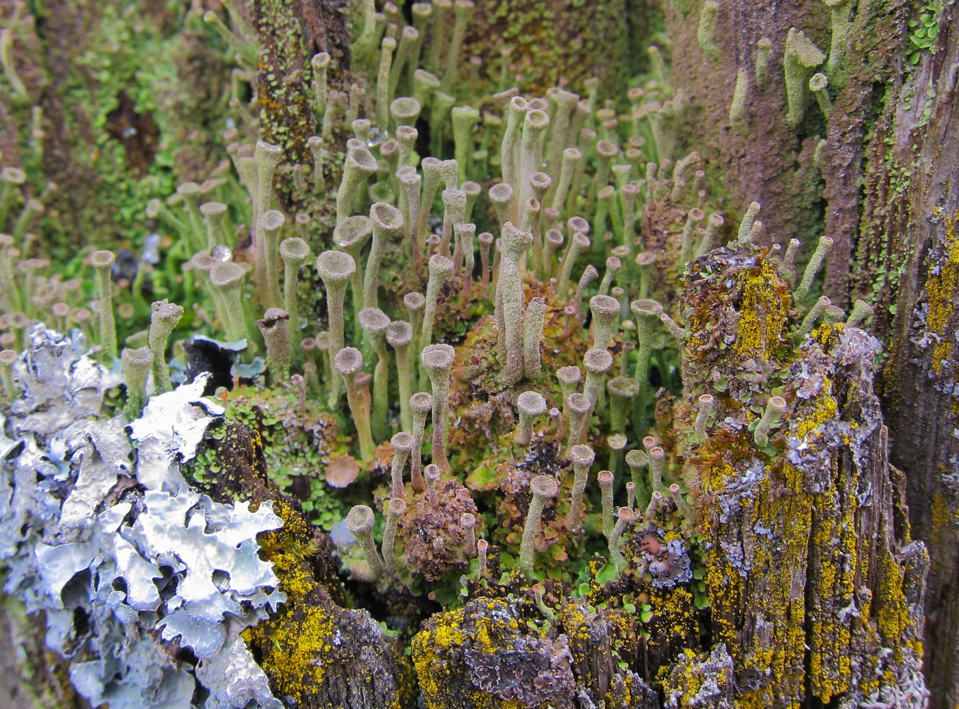 Изображение особи род Cladonia.